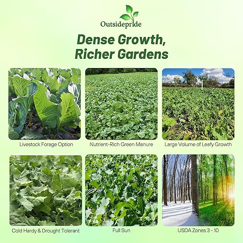 Miniatura 2 de Outsidepride Bayou - Semillas de col rizada  5 libras anuales, versátiles y tolerantes al frío, semillas de cultivo de cobertura para plantar