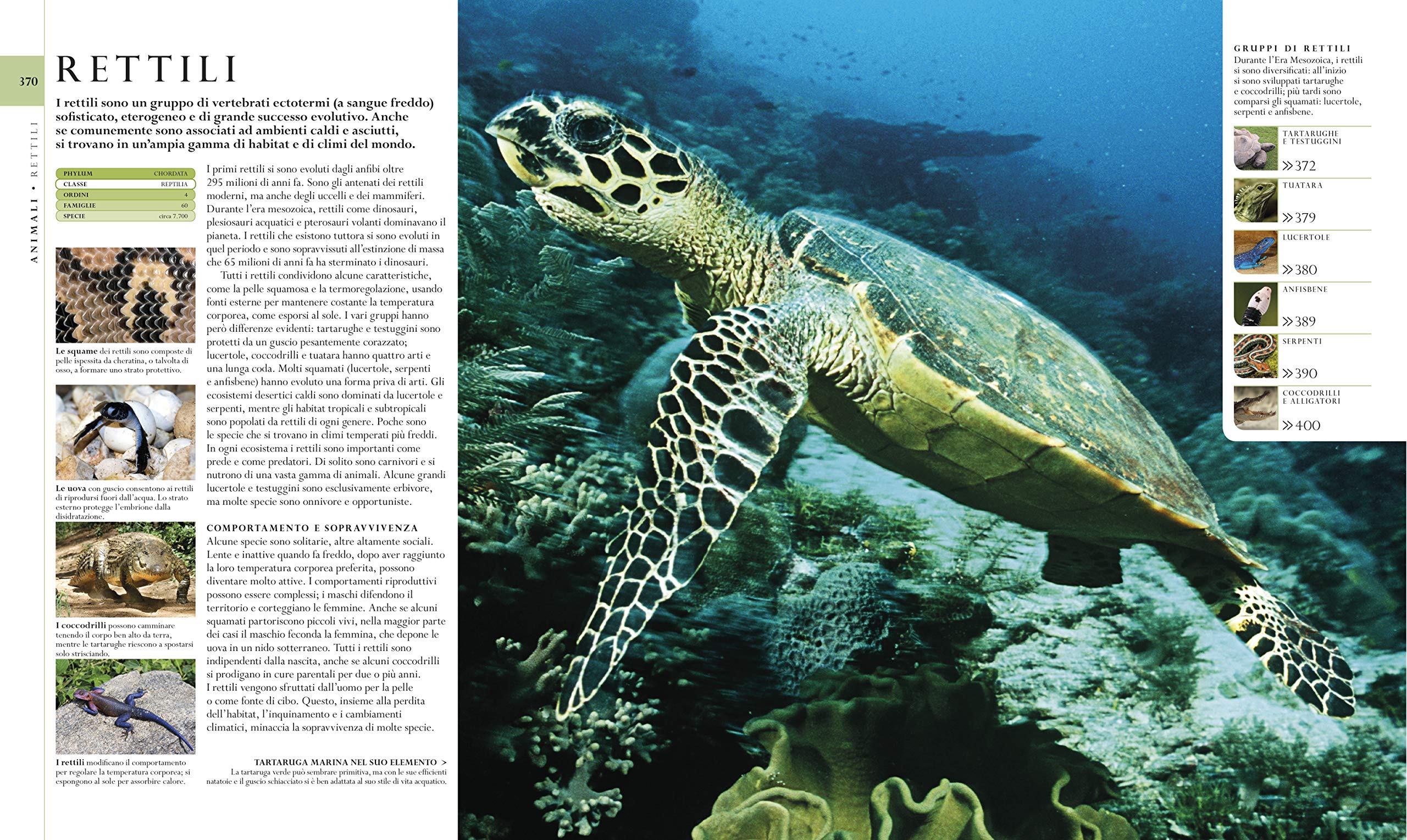 Storia naturale. La guida illustrata definitiva alle meraviglie terrestri