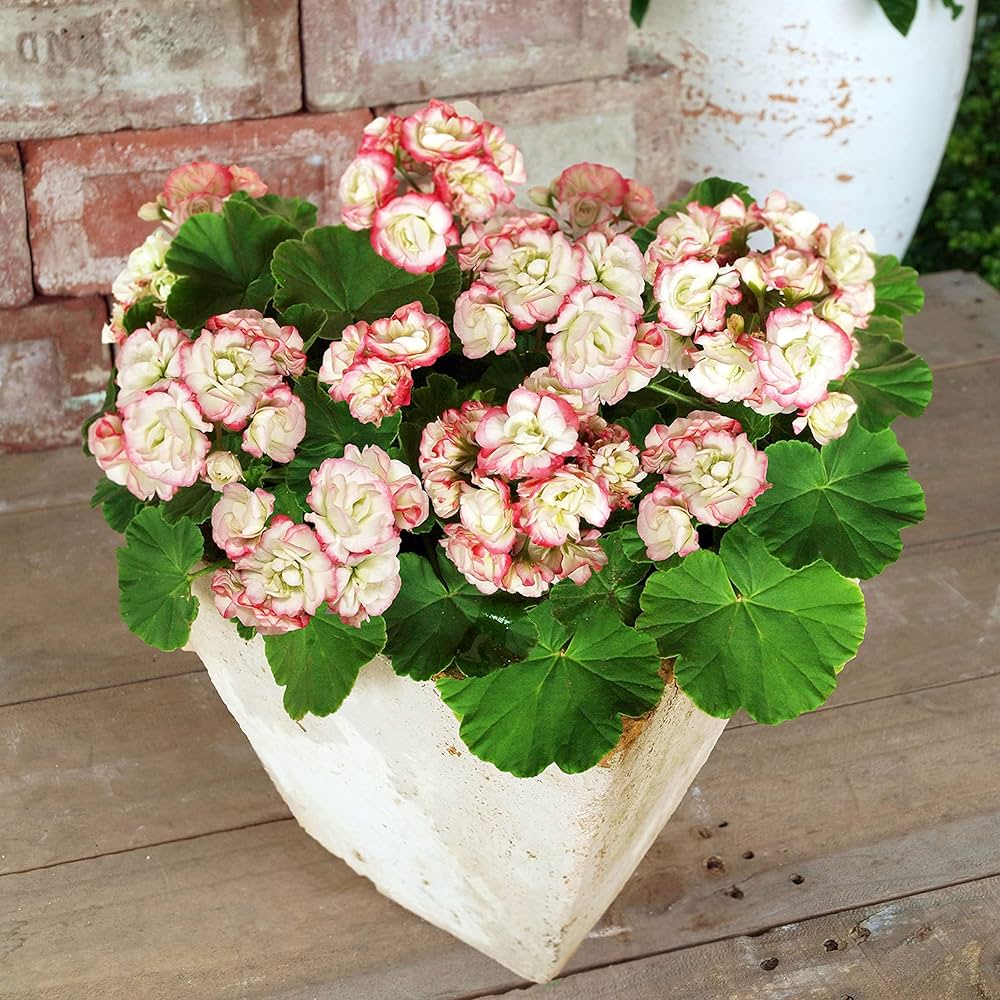 ❀そるまるす❀荒天・猛暑日は植物発送不可専用　4種 ❀そるまるす❀荒天・猛暑日は植物発送不可専用4種 ❀