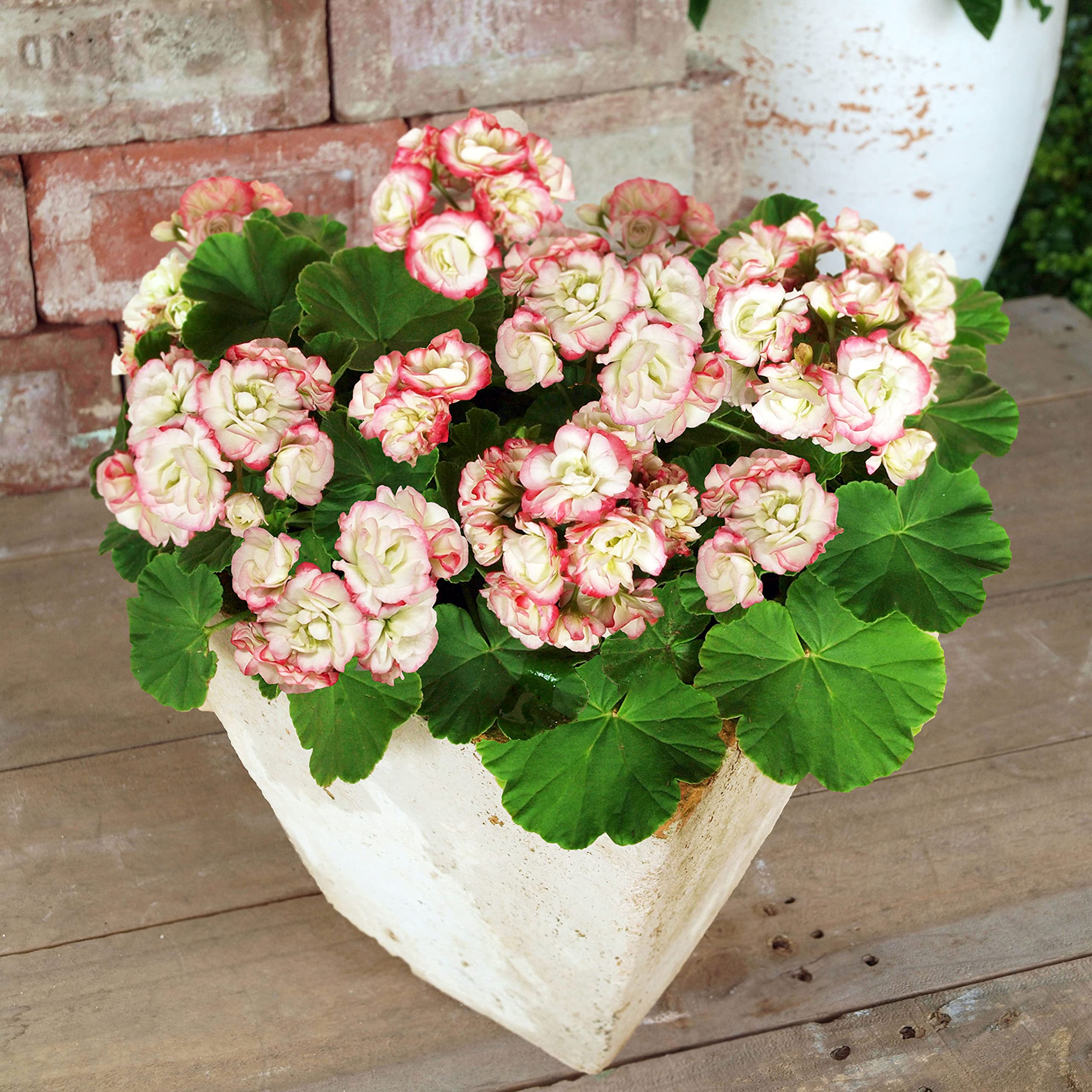 ❀そるまるす❀荒天・猛暑日は植物発送不可専用　4種 日清ガーデンメイト 丈夫で元気に育つ 観葉・多肉植物の肥料