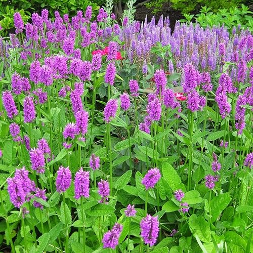 Palm Beach Medicinal Herbs - Betony (Stachys officinalis) - Paquete de 40 Semillas