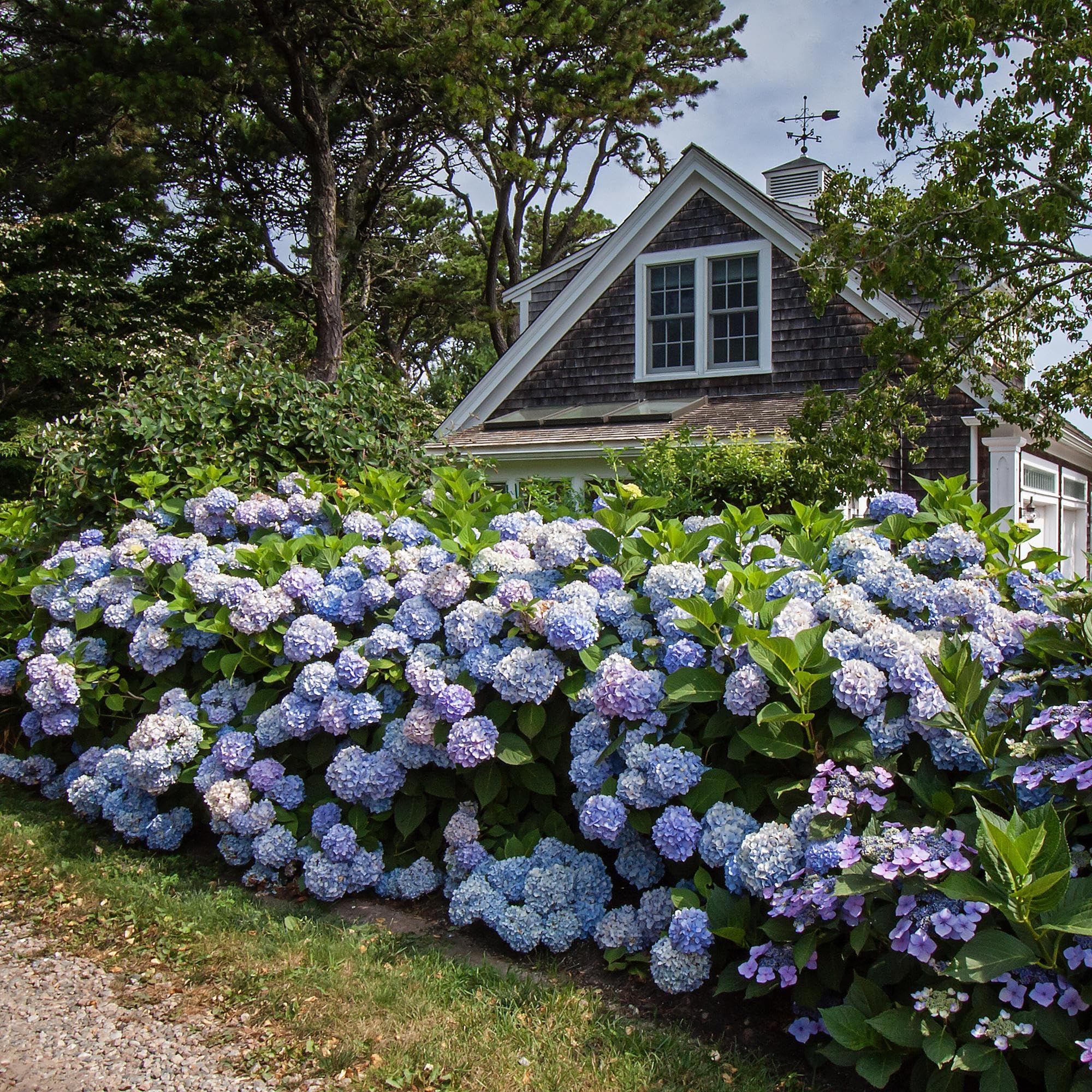 Hydrangea Endless Summer The Original Blue Hortensia Bleu Pot 14cm Hauteur 20-25cm