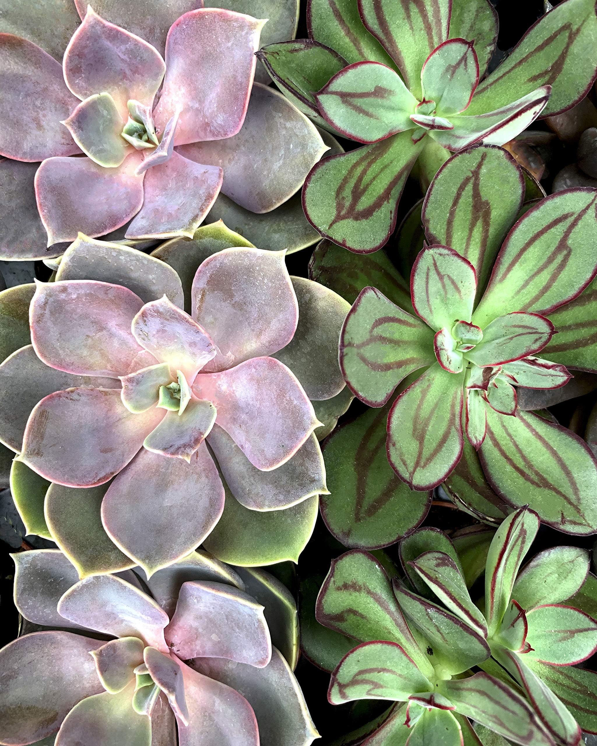 Pink Picasso Kits Botanical Floral DIY Canvas Paint by Numbers for Adults (Such A Succulent). As Seen On Shark Tank