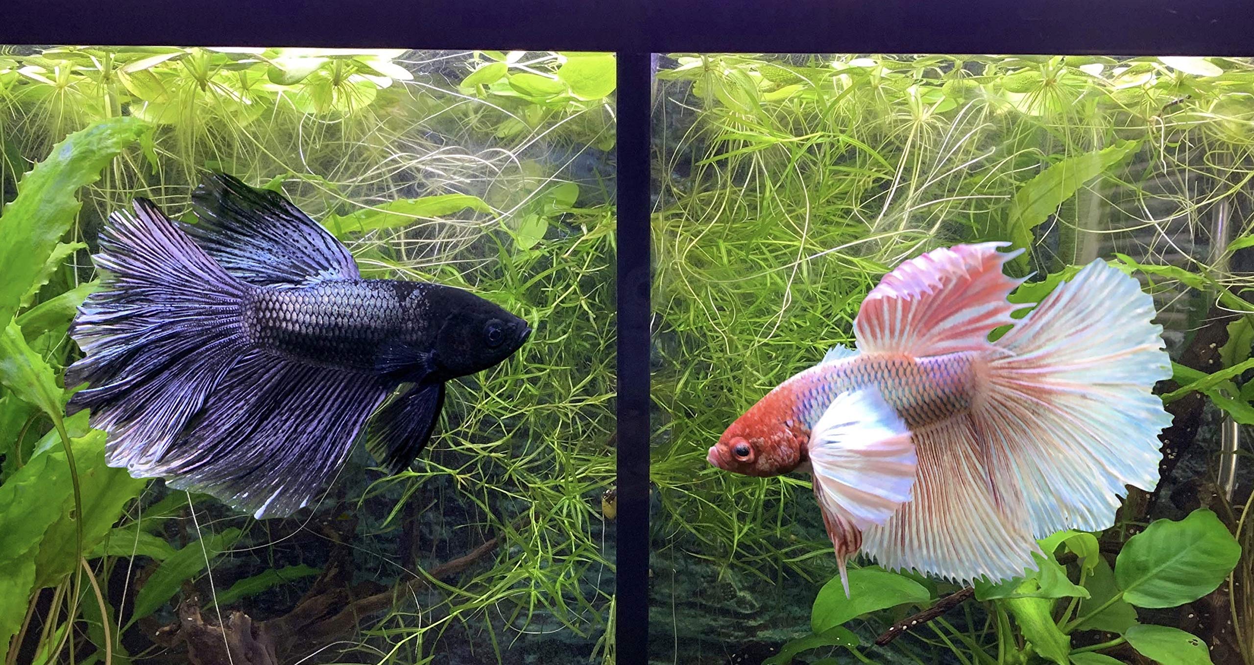 Betta Divider How To Make DIY Betta Fish Tank Dividers At Home atelieryuwa.ciao.jp