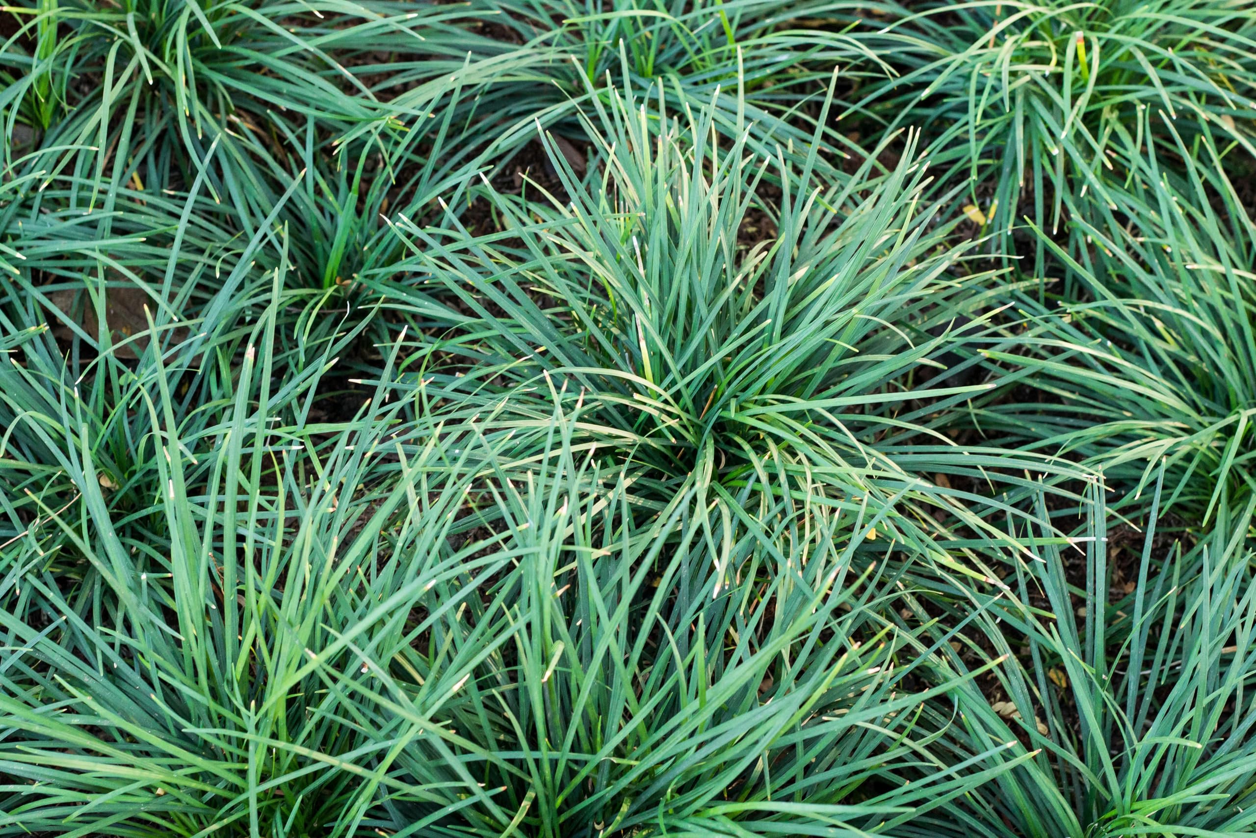 Stauden Gänge 100 x Ophiopogon japonicus 'Sparkler' winterhart