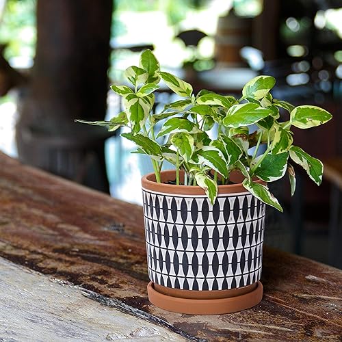 Miniatura 20 de D'vine Dev Juego de 2 macetas de terracota, 4 y 6 pulgadas, macetas para plantas con agujeros de drenaje y platillos, color rojo y negro, 31-958-B-2