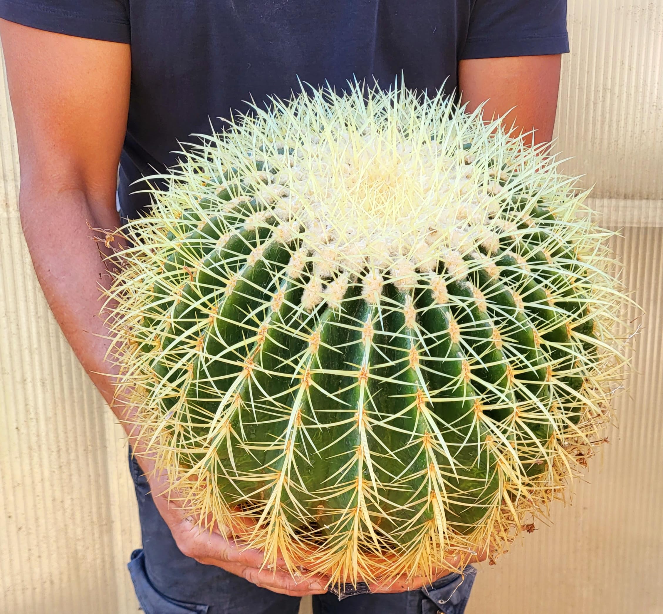 POWERS TO FLOWERS - ECHINOCACTUS GRUSONII XXL, CIOTOLA 27cm, cuscino della suocera, pianta vera