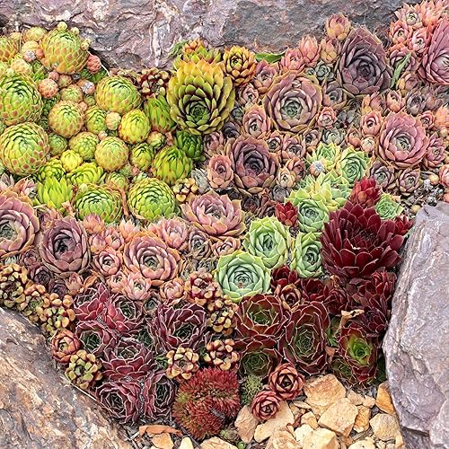Miniatura 8 de Mountain Crest Gardens Sempervivum - Paquete a granel  25 plantas vivas resistentes al frío, 5 de cada variedad, enraizadas en macetas de 2