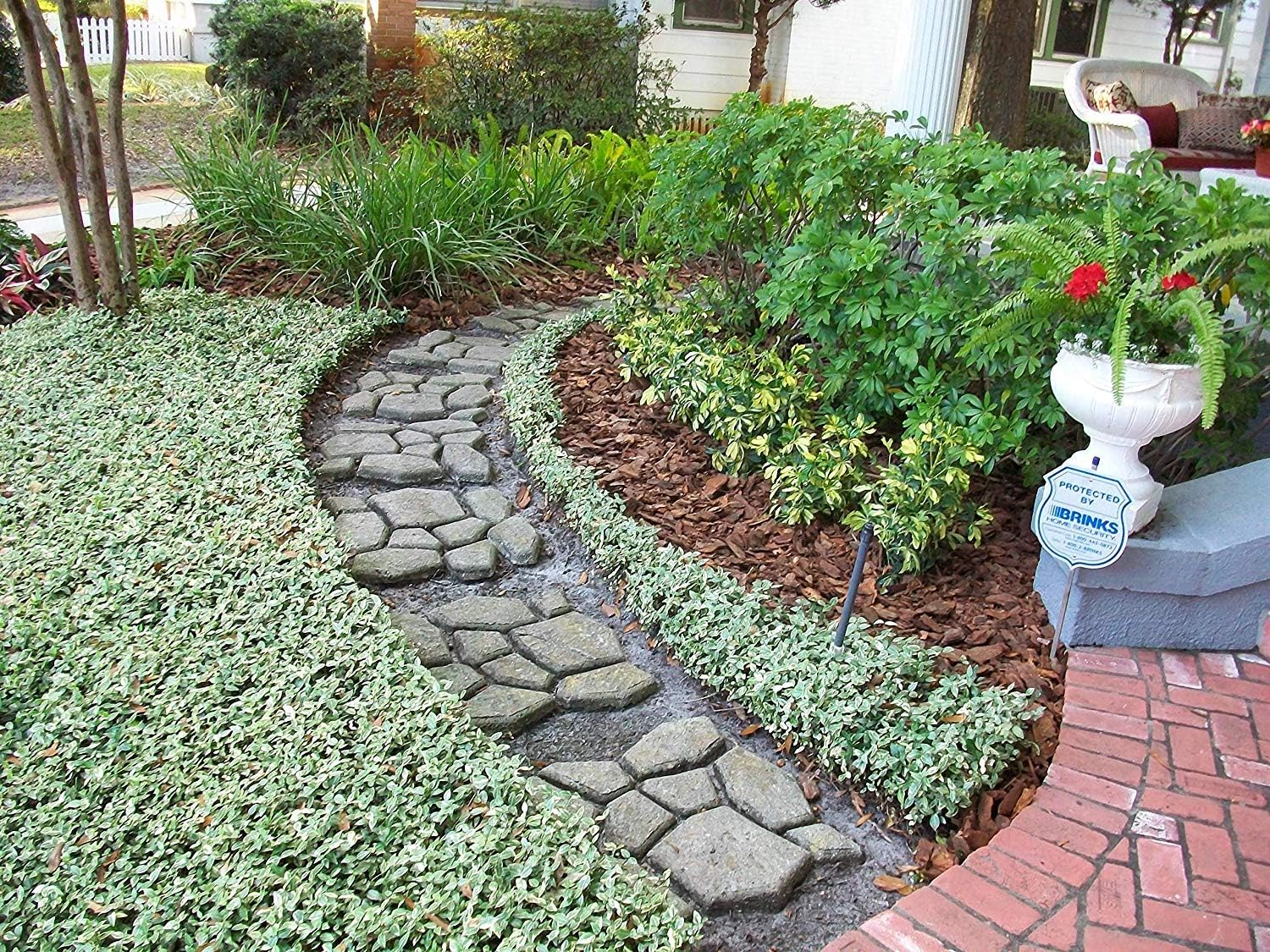 Variegated Asiatic Jasmine | 3 Live Plants | Trachelospermum Asiaticum | Fast Growing Ground Cover, Evergreen Foliage, Low Maintenance Vine, Landscaping Shrub, Drought Tolerant Plant