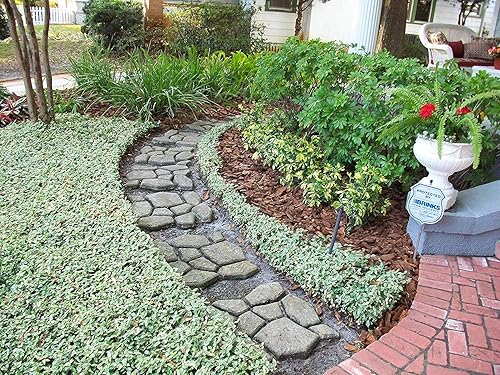 Miniatura 2 de Jazmín asiático abigarrado mínimo - 20 plantas vivas - Trachelospermum Asiaticum 'variegatum' - Evergreen Groundcover