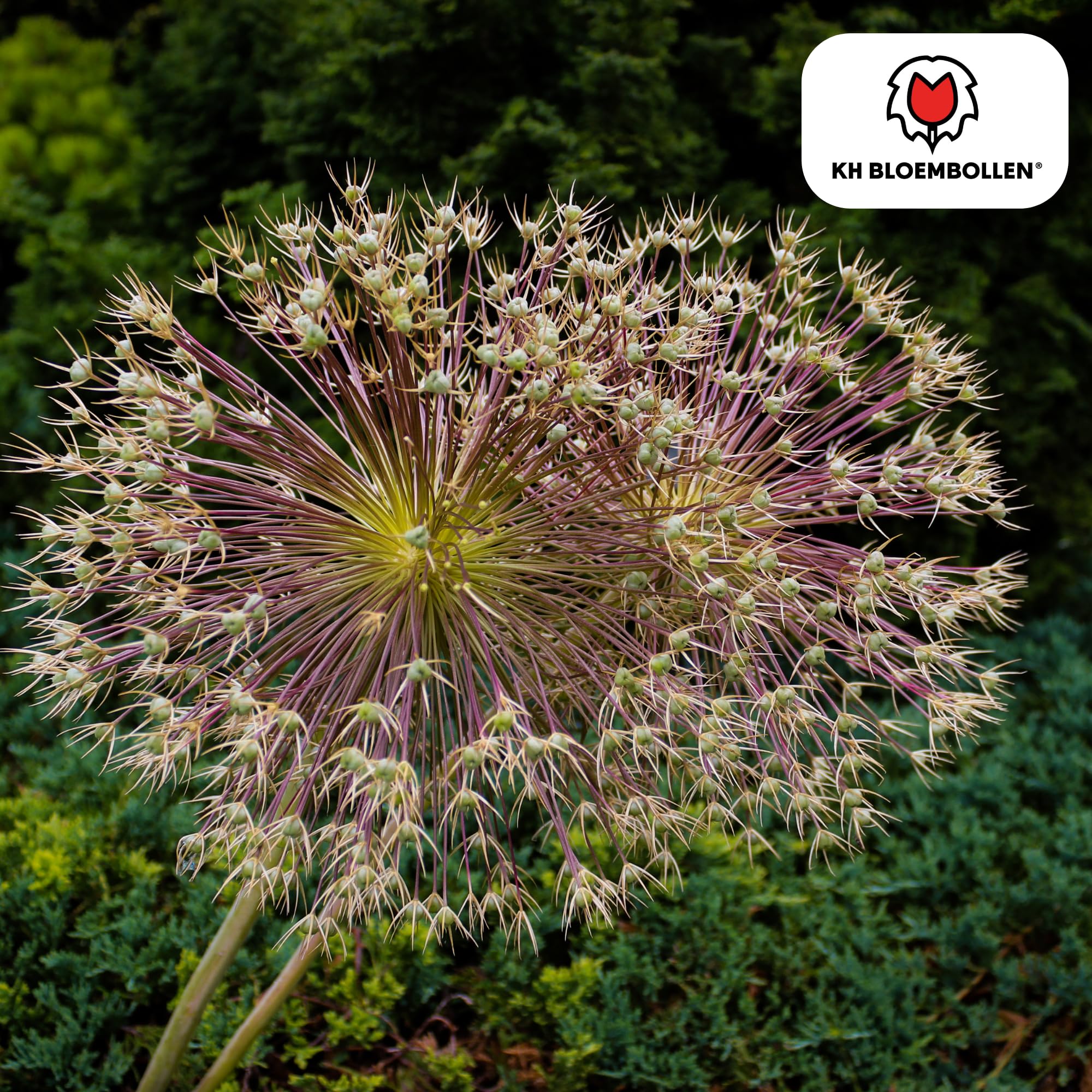Allium Schubertii wąż ozdobny, cebulki kwiatowe do ogrodu, 5 sztuk