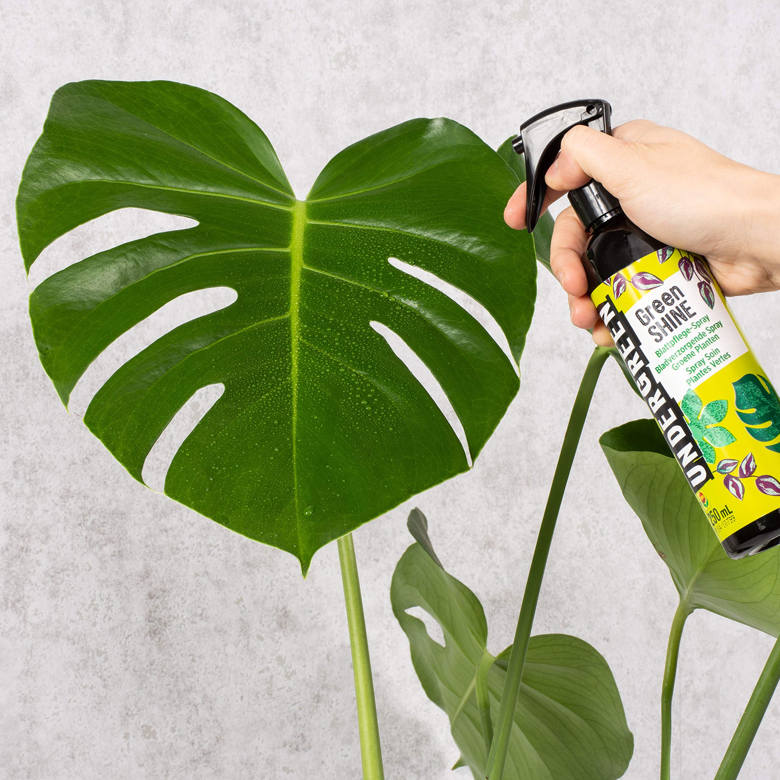 Undergreen by COMPO Green Shine, Blattpflegespray, Tiefenreinigung der  Bltter, Ideal fr Zimmerpflanzen, Sprhflasche, 250 ml : Amazon.de: Garten