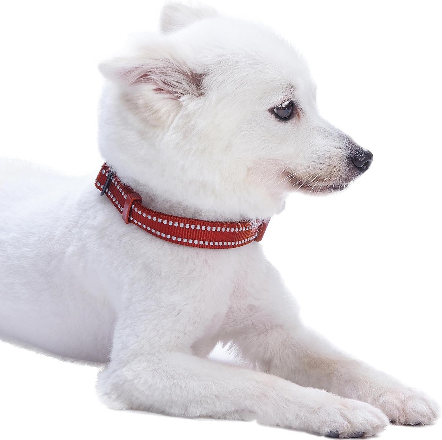 Blueberry Pet Essentials Safe & Comfy 3M Reflective Adjustable Dog Collar - Marsala Red, Large, Neck 18"-26"
