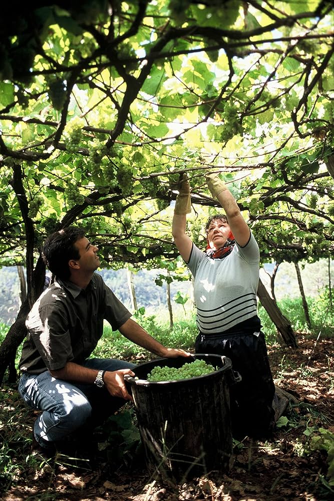 Amazon.co.jp: ドリヴェイラ マデイラ ヴェルデーリョ 1932年 [ 白