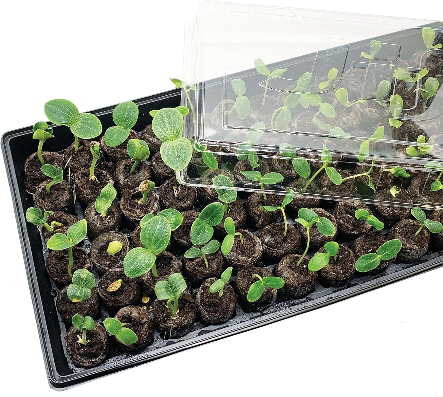 Ferry Morse Jiffy Seed Starting Greenhouse Tray Kit with 72 36mm Peat Pellets and Bonus SUPERthrive Sample + Plant Markers, 2 Pack, 144 Pellets Total