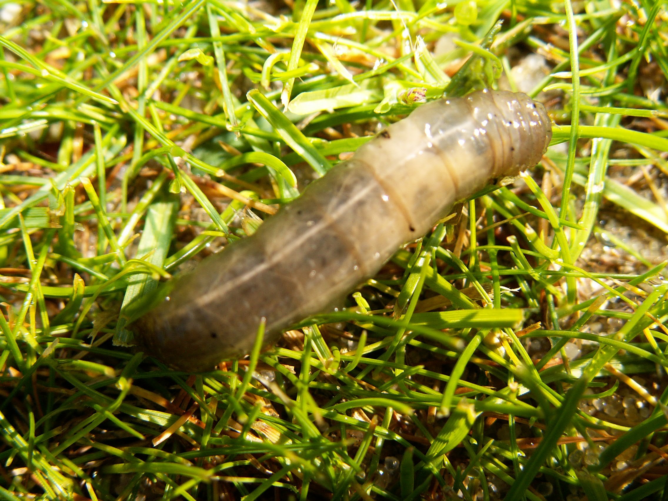 Natural Enemies Leatherjacket Killer - 50 sq.m. Nematodes - Green Liquid - Biological Pest Control Agent