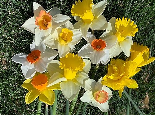 Miniatura 3 de Bombillas grandes de narciso en forma de copa Sunshine Mix