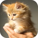 Kitten Wallpapers