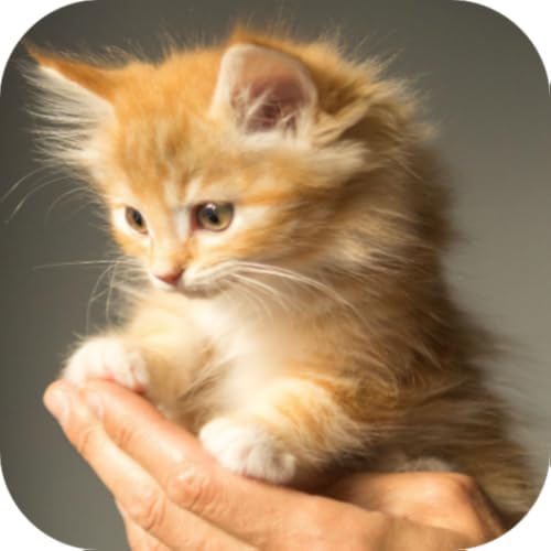 Kitten Wallpapers