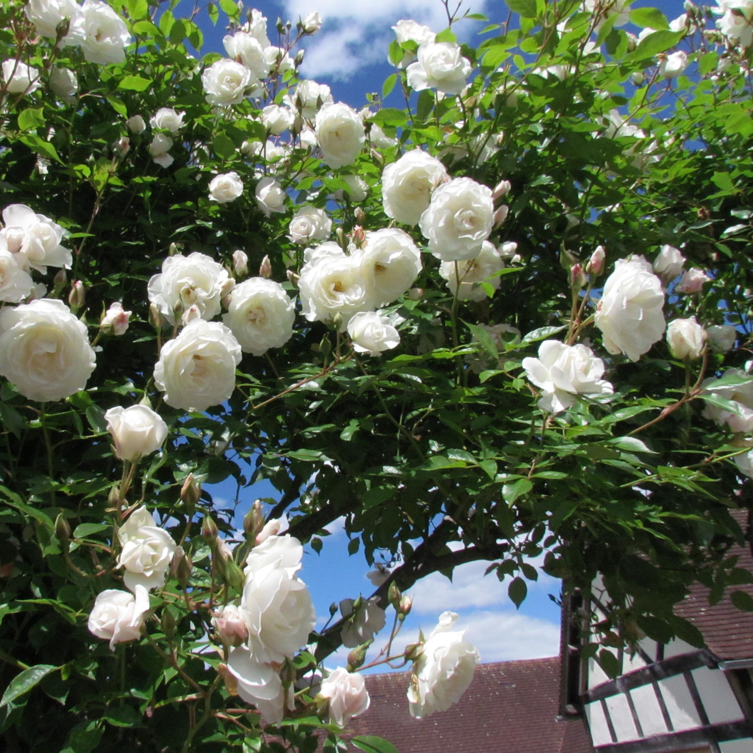 Climbing Iceberg - 5.5lt Potted Climbing Garden Rose - Huge Arching Displays of White/Cream Blooms, Early & Repeat Flowering.