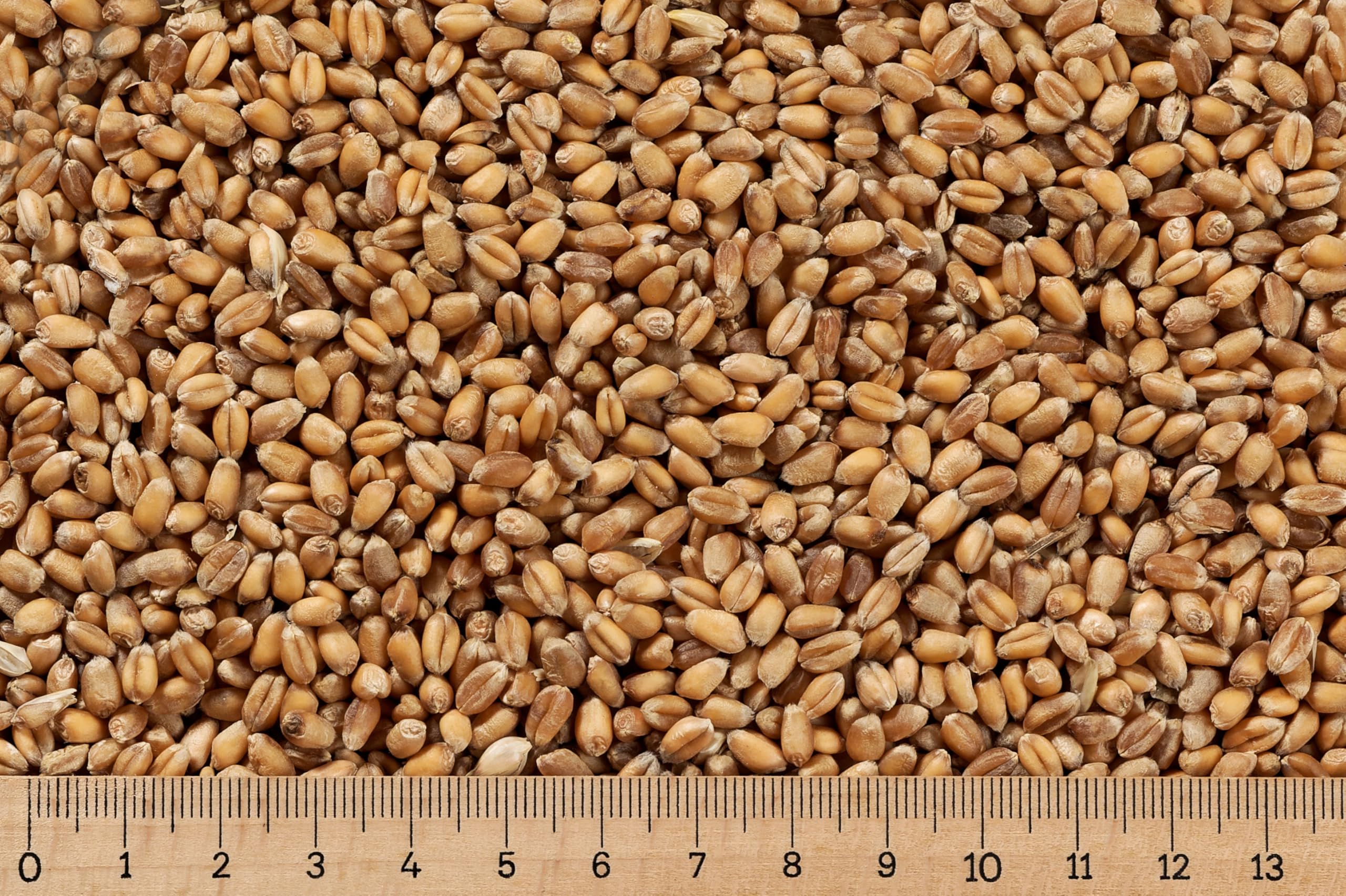 (Gp 0,69 €/kg) - 25 kg Weizen ganzes Korn - Futterweizen - Hühner - Nager - Kaninchen - Wildvögel - Karpfenfutter - Taubenfutter