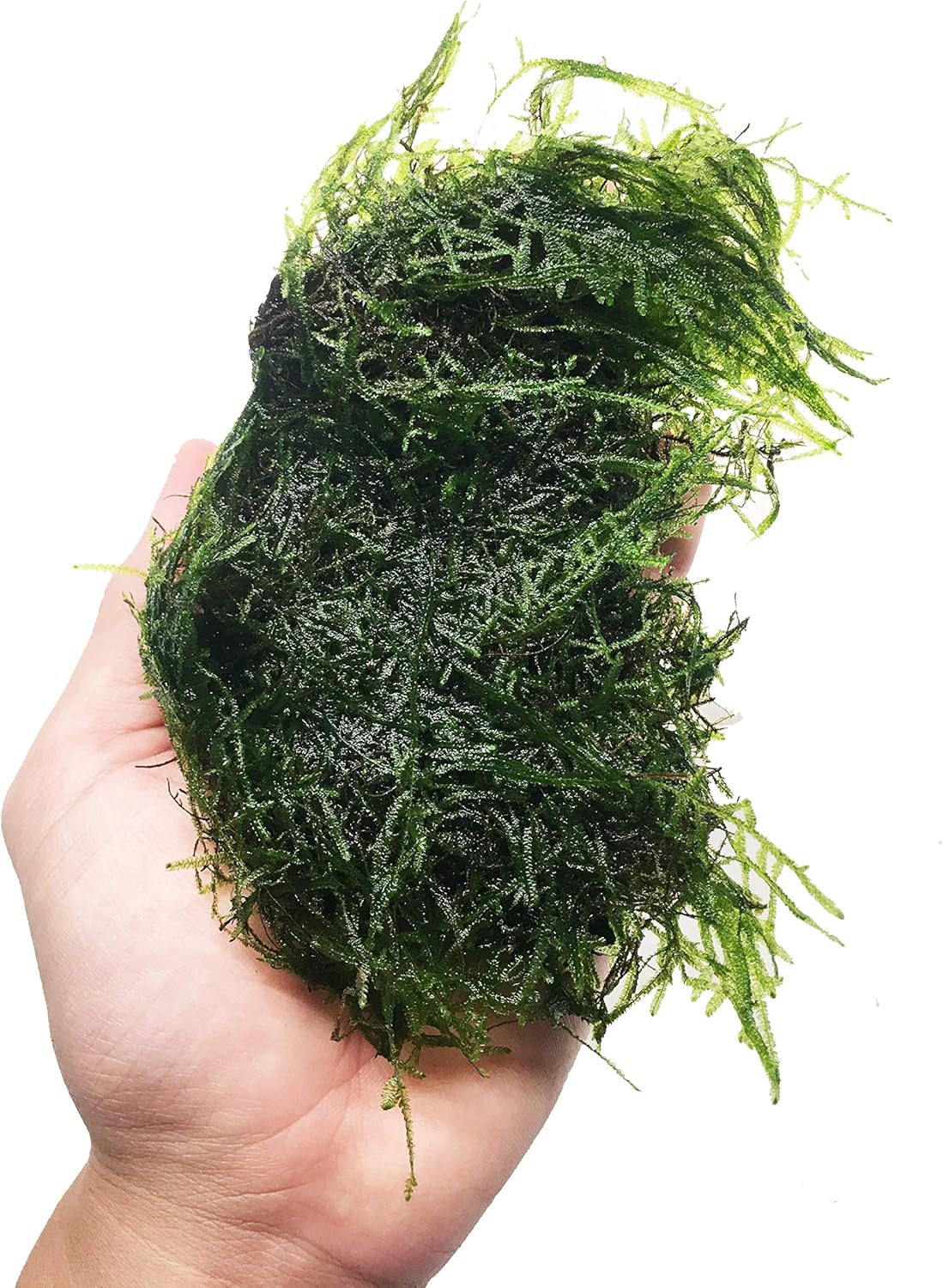 Java Moss On Driftwood Vesicularia Dubyana Easy Beginner Live Aquarium Plant Decorations