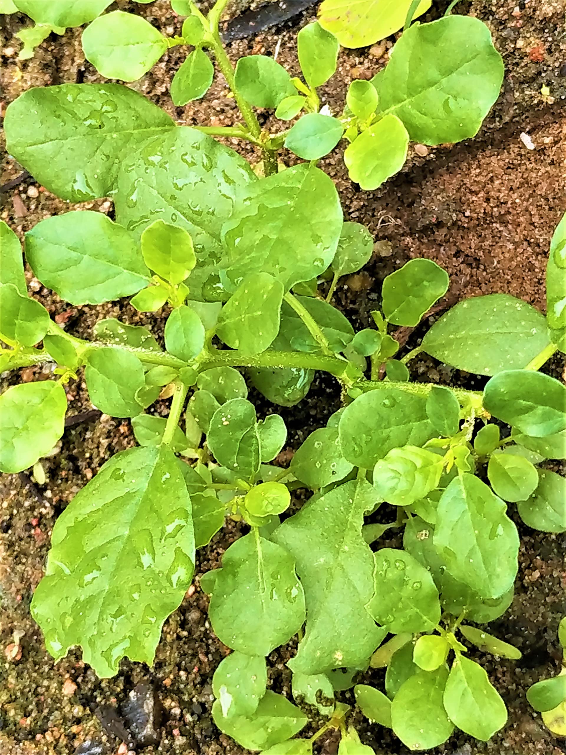 NNATURE WORLD PREMIUM PUNARNAVA TELLA GALIJERU FULLY DESI ORGANIC AND AYURVEDIC SPREADING HEALTHY LIVE PLANT FOR GREAT HOME GARDENING (B0C1PDM3PL) Amazon Price History, Amazon Price Tracker
