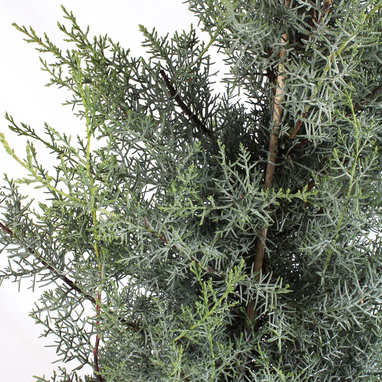KENTIS - Cupressus Arizonica Fastigiata Glauca - Cyprys niebieski - Prawdziwy wieczny żywopłot zewnętrzny - Ogród - wys. 125/150 cm Ø 24 cm