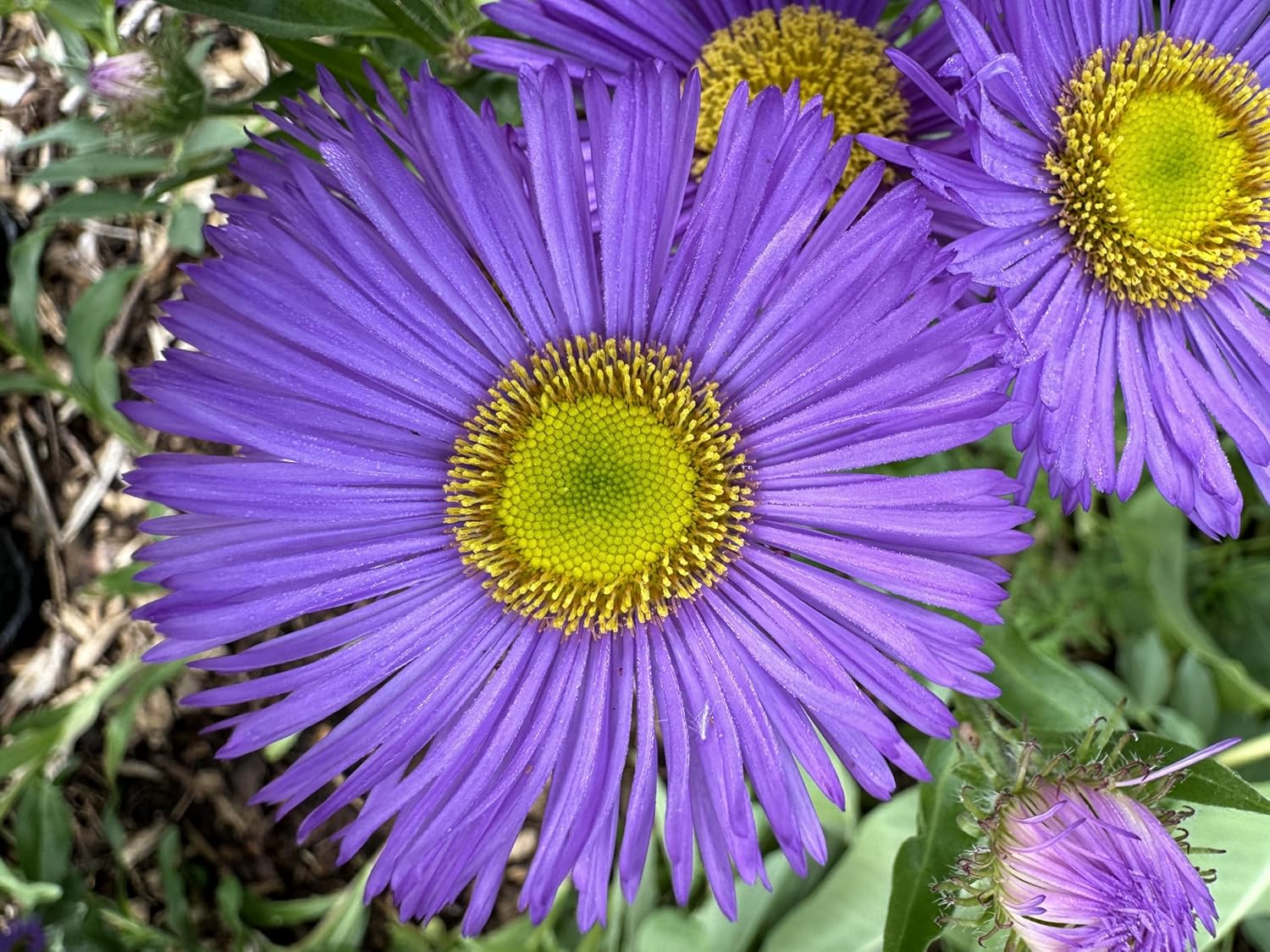 Seaside Daisy ‘Darkest of All’ – Live Plant, 3” Pot, Hardy Perennial Flower
