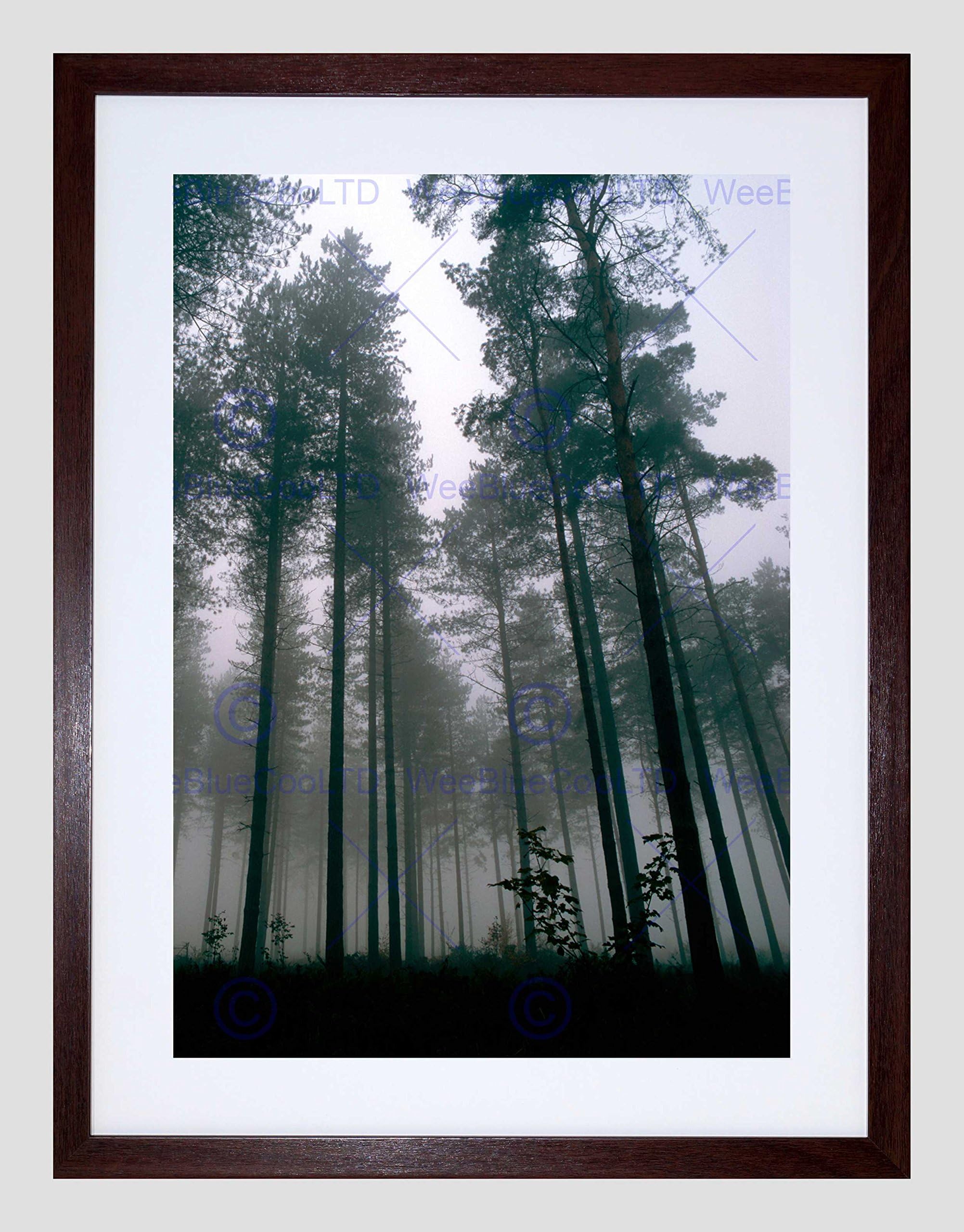 Wee Blue CooThetford Forest Trees Mist Art Framed Wall Art Print