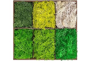 Vibrant Moss Kit: Unlock the Magic of Nature's Canvas in 6 Captivating...