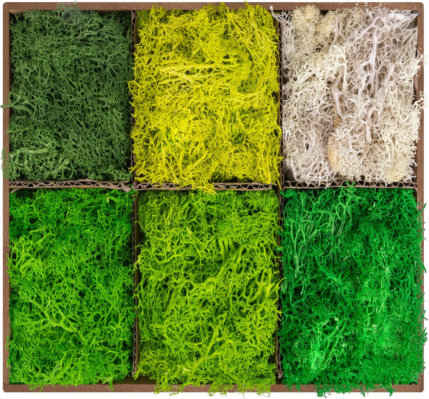 6 Colors Preserved Moss-16.9 OZ Natural Reindeer Moss-Moss for Crafts, Potted Plants Floral Arrangements Home Artistic Garden Decoration