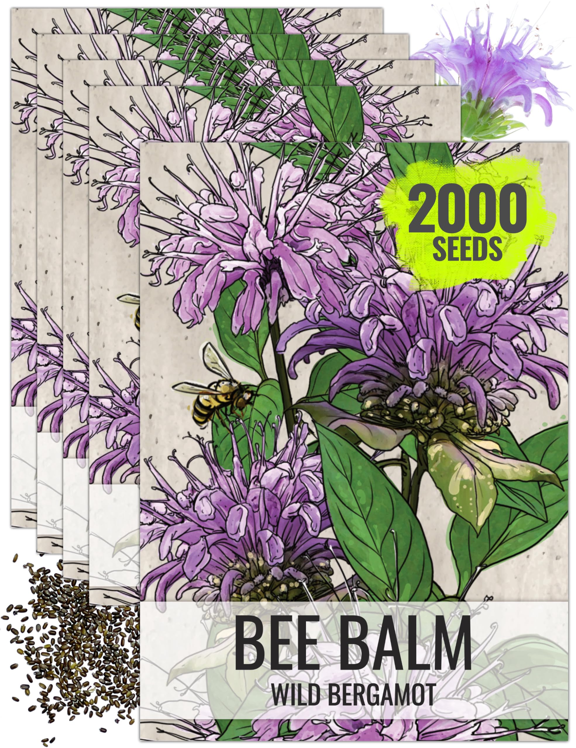 Seed Needs Bee Balm Seeds Wild Bergamot
