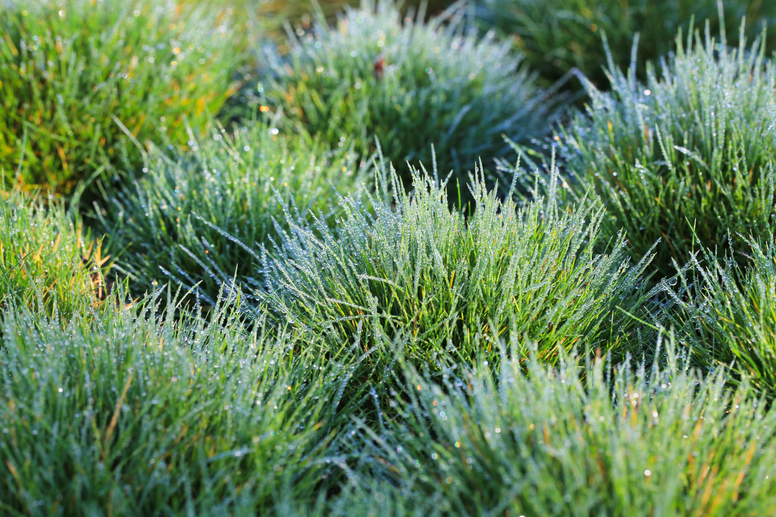 Stauden Gänge 3 x Festuca gautieri (Ziergras/Gräser/Winterhart/Mehrjährig/Immergrün/Staude) Bärenfellgras - Immergrün, robust und stilvoll zugleich - perfekter Bodendecker