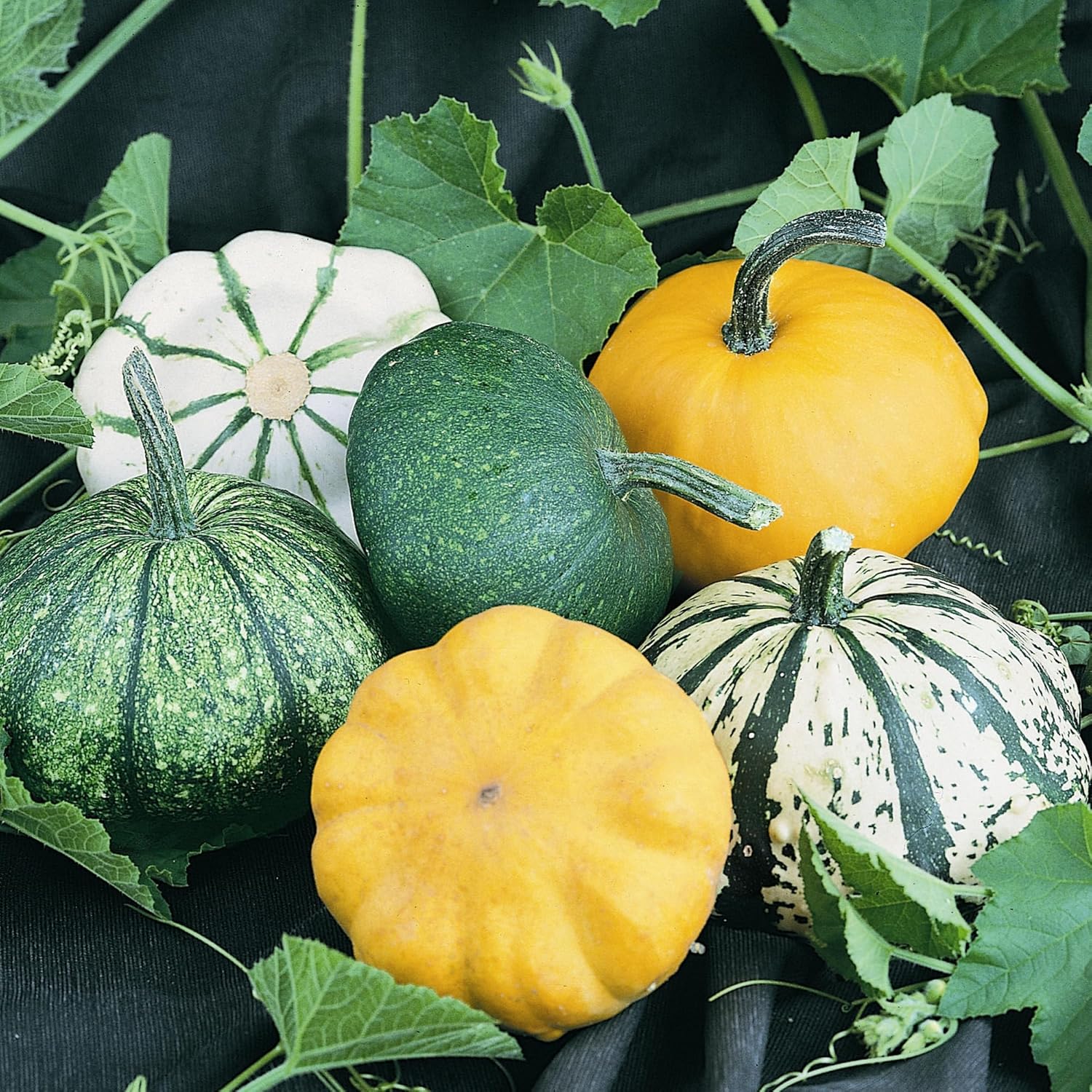 Summer Melody Blend Summer Squash Seeds - 1 Lb ~2800 Seeds - Non-GMO - Vegetable Garden - Cucurbita Pepo