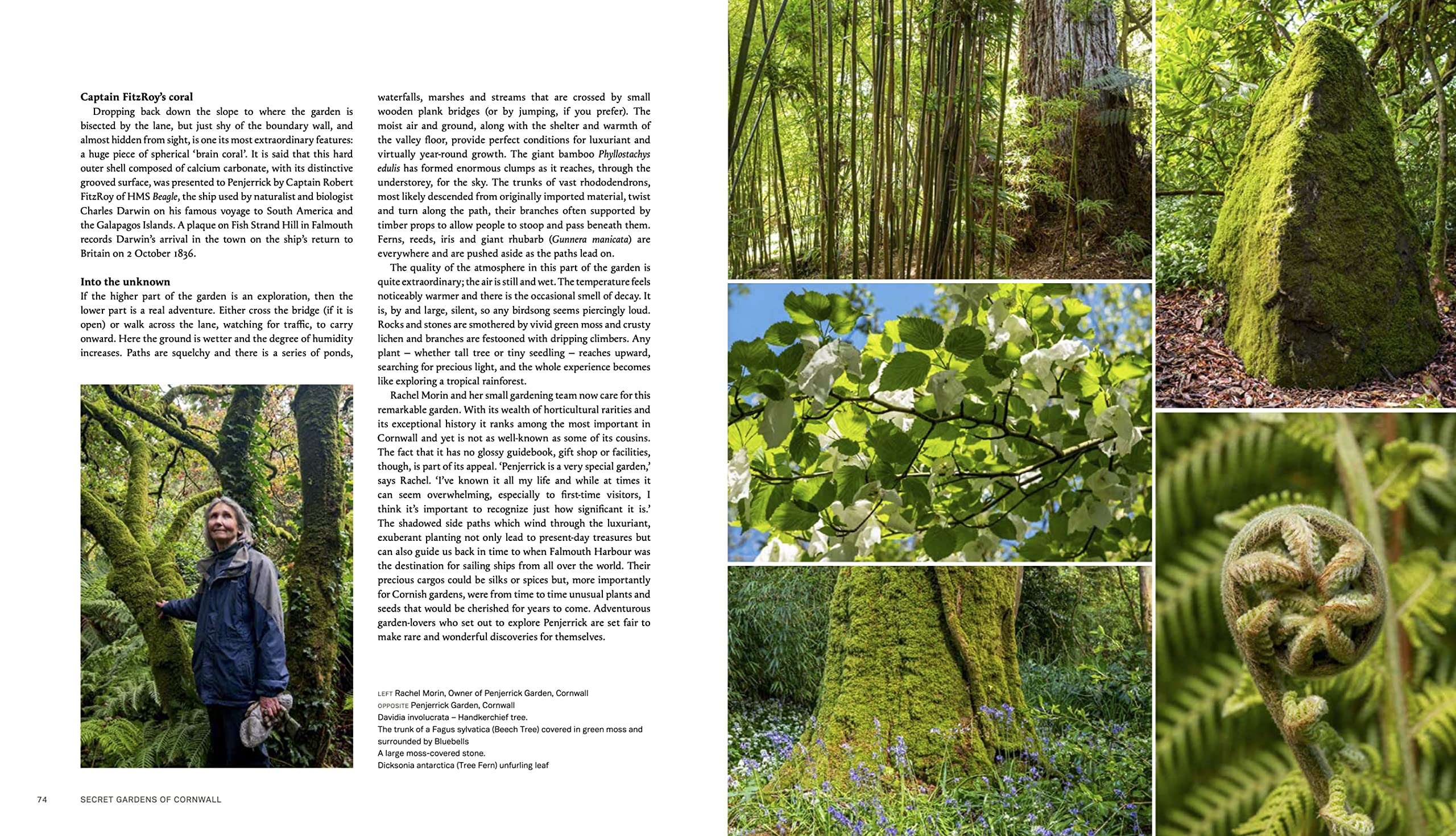 Secret Gardens of Cornwall: A Private Tour - Image 4