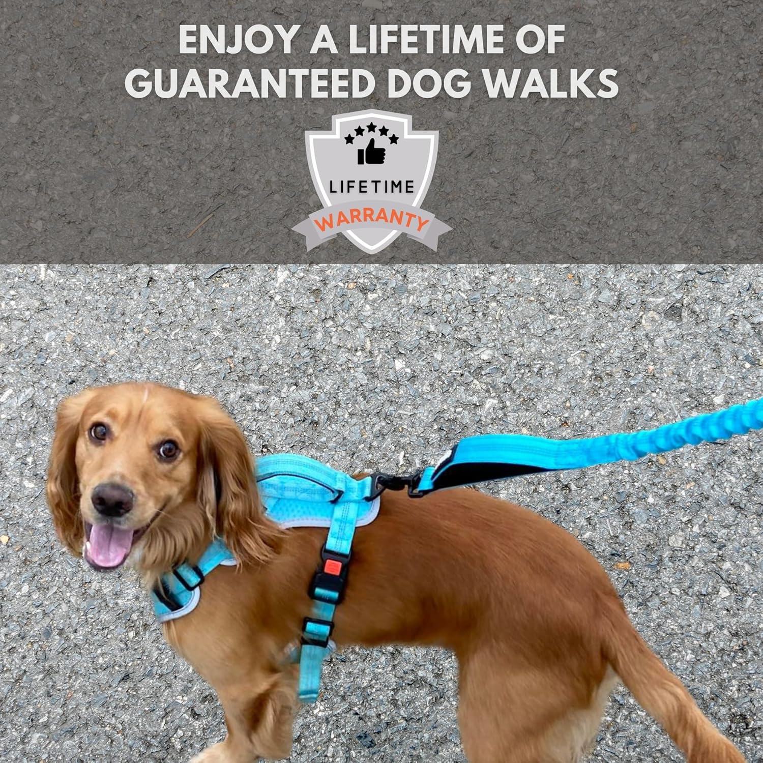 Sweetie Bungee Dog Lead - Shock Absorbing Leash that Softens Pulls & Stops – Neoprene Padded Loop & Traffic Handles for Extra Comfort - Reflective for Safer Night Walking 9 91VYDERU9qL. AC SL1500
