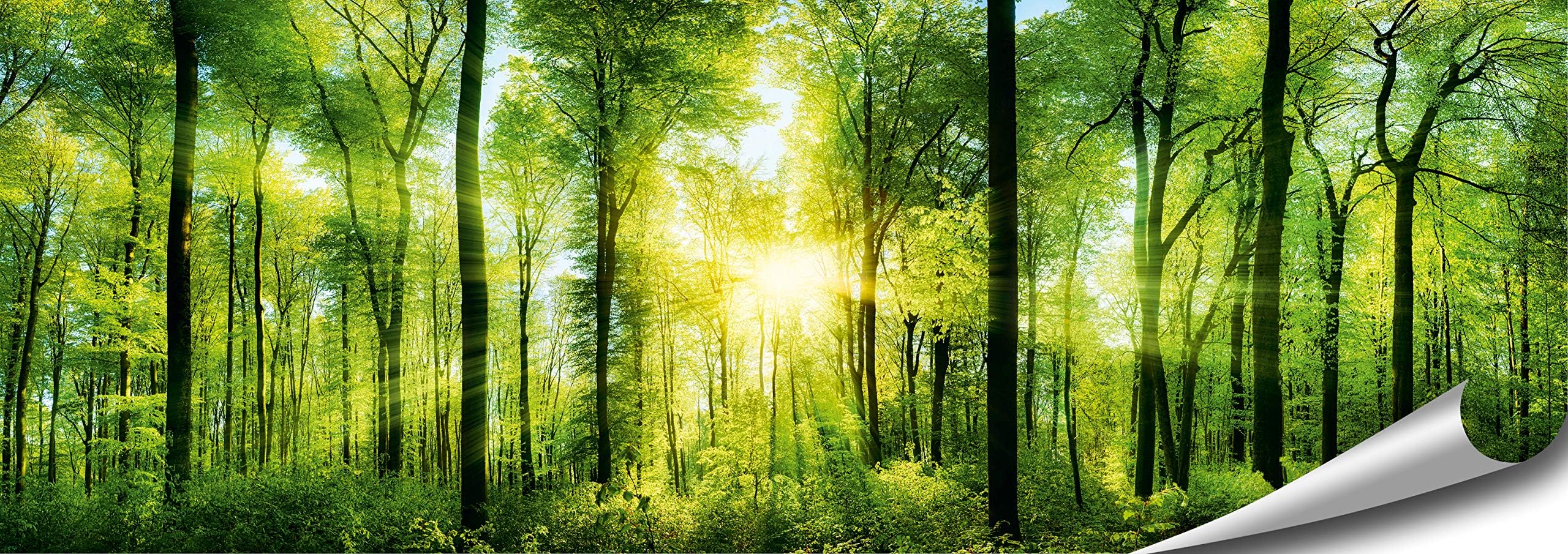 Forest Poster XXL, Panoramic Art Print - 46.8 x 16.5 Inch (118.8 x 42 cm), sun-flooded, magic, native forest | Nature Poster | Premium Quality