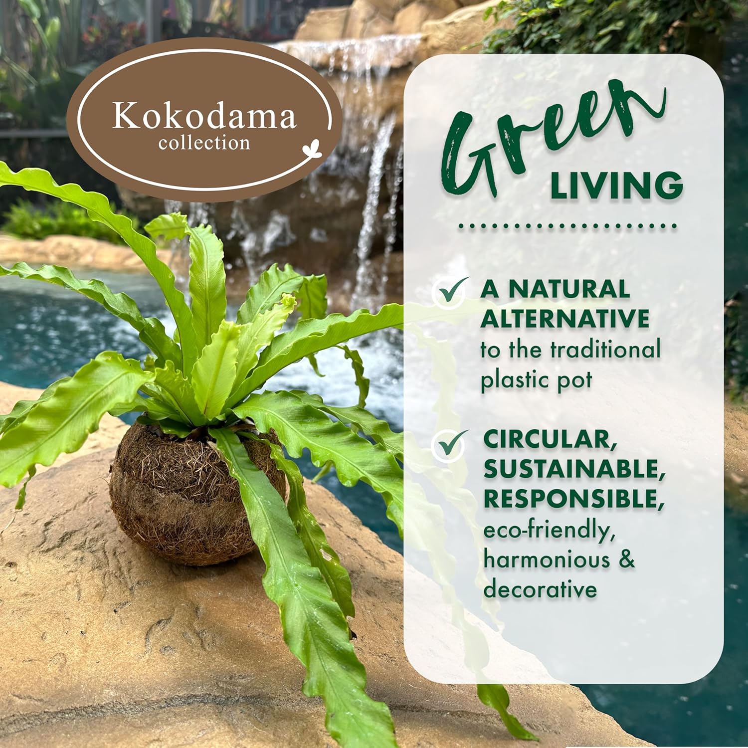 Better-GRO 17” Hanging Kokodama with Birds Nest Fern - Biodegradable, Natural Planter for Indoor/Outdoor Spaces, Sustainable Home Decor Accent