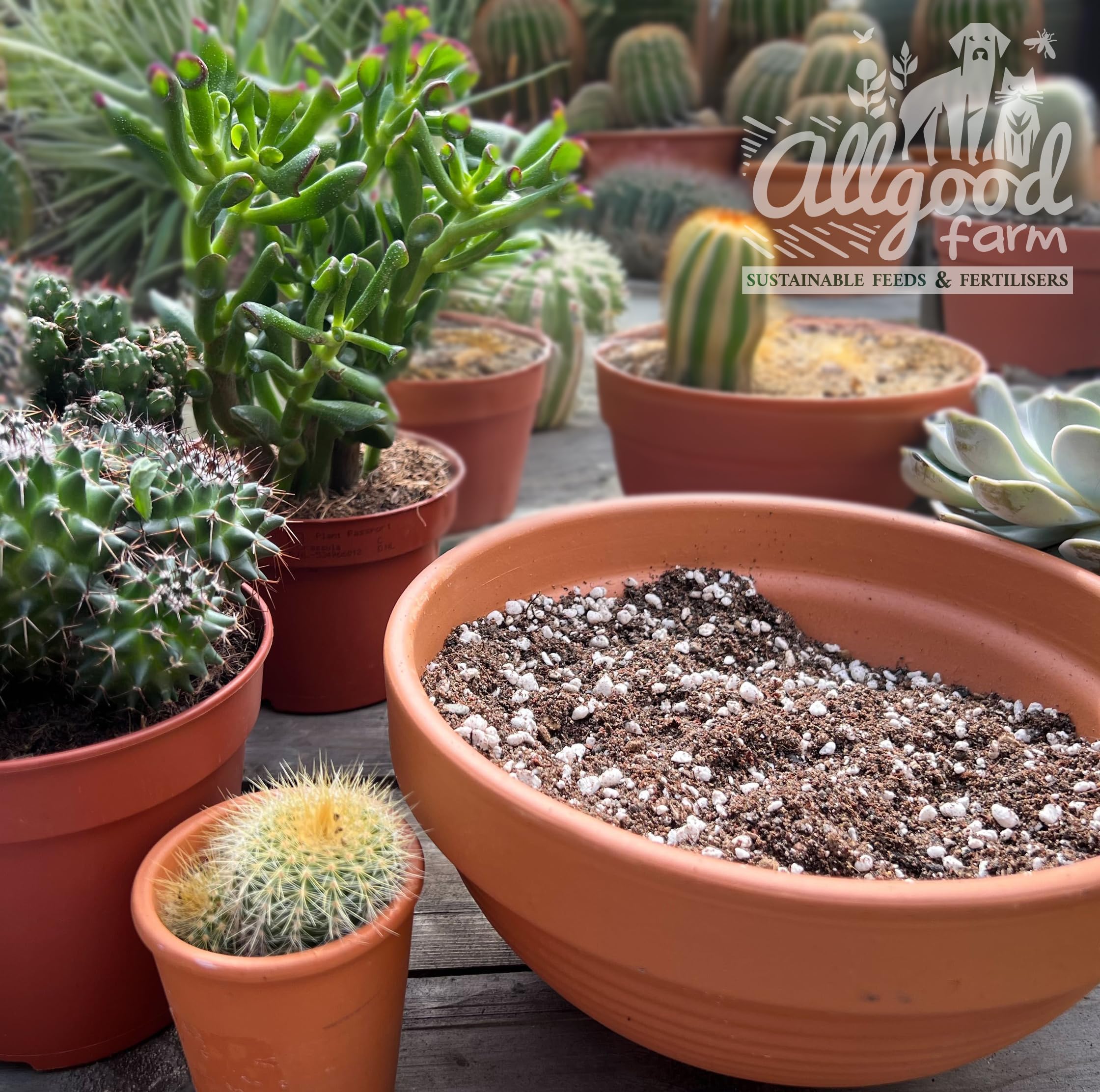 Allgood Farm Cactus Soil - Expert Cactus & Succulent Potting Soil Mix for Cacti Haworthia, Euphorbia, Echeveria, Agave (1 Litre) - Image 2