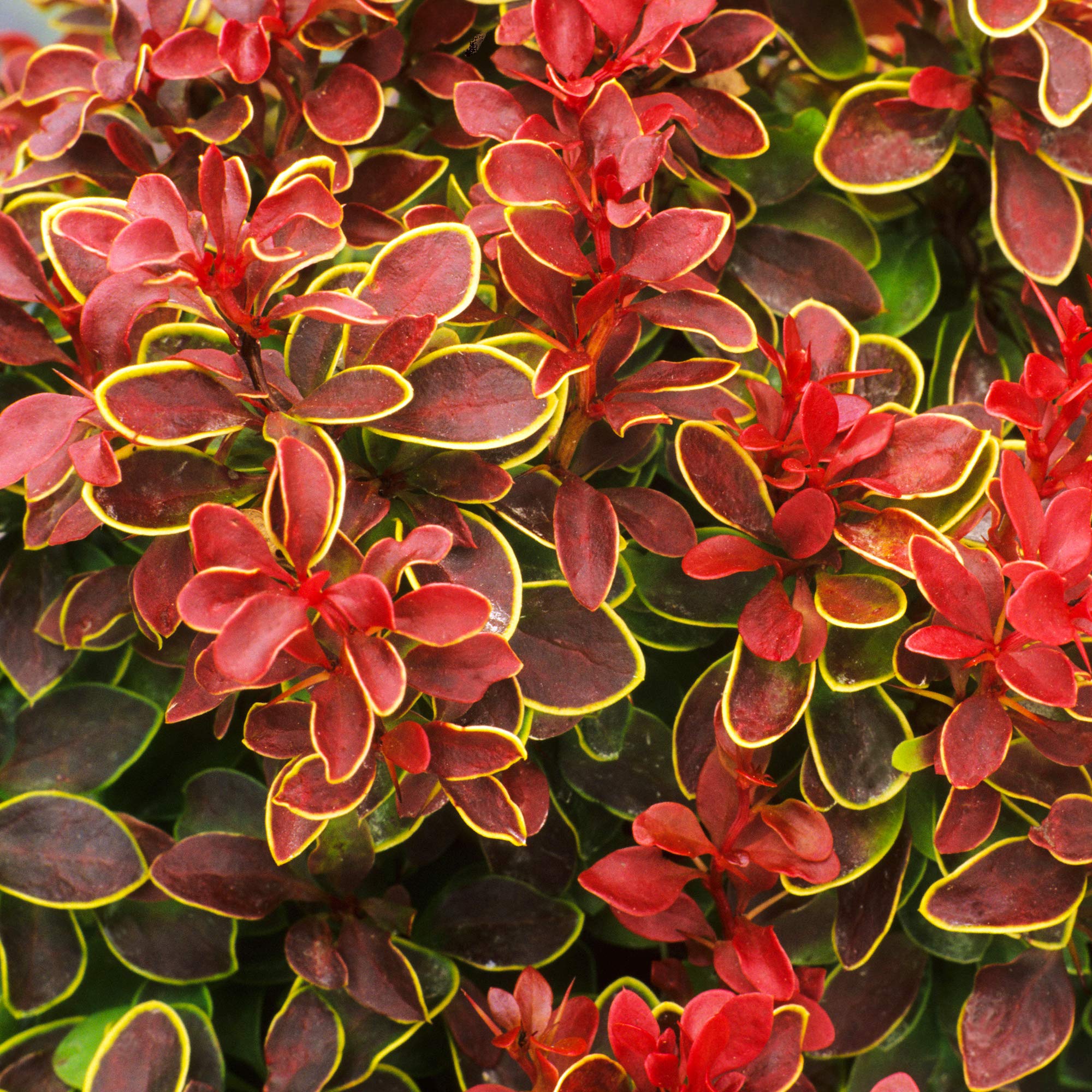 Berberis Admiration Japanese Barberry Plant Colourful Deciduous Garden Shrub (20-30cm (Incl. Pot))