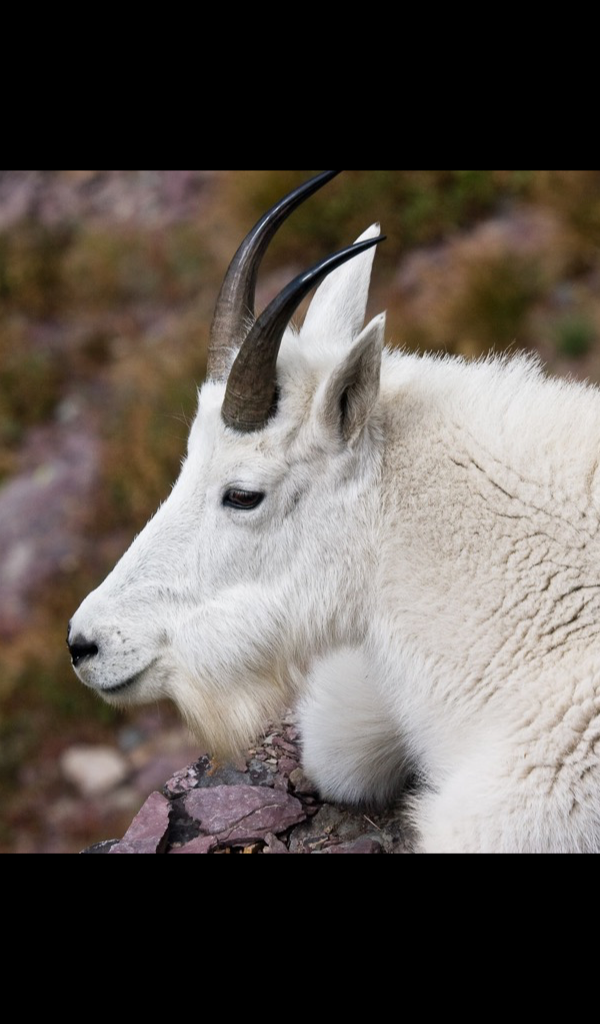 Mountain Goat Wallpaper HD Wallpapers of Mountain Goats! App on