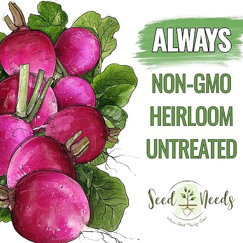 Miniatura 8 de Seed Needs, Semillas de rábano negro español, 500 semillas tradicionales para plantar Raphanus sativus, cultivo de clima fresco, sin OMG y sin