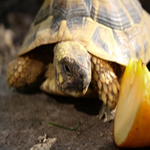 Garlic Rasam Recipe - //medicalbooks.filipinodoctors.org