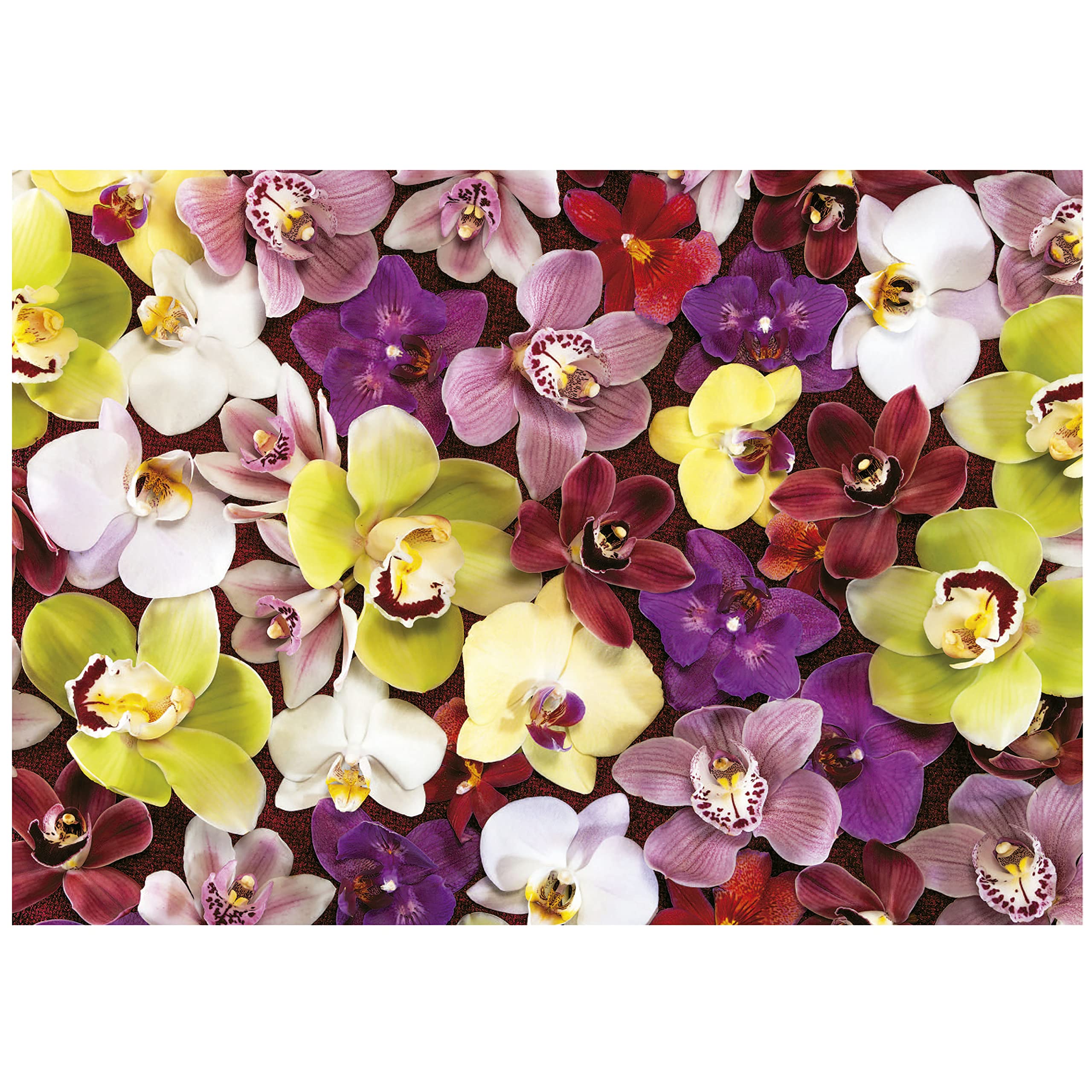 Amazon.com: Educa - Orchid Collage - 1000 Piece Jigsaw Puzzle