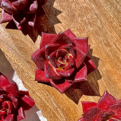 Miniatura 4 de Plantas suculentas Live Echeveria Agavoides v. Romeo Rubin - Suculentas de raíz desnuda de fácil cuidado para decoración de interiores y exteriores,