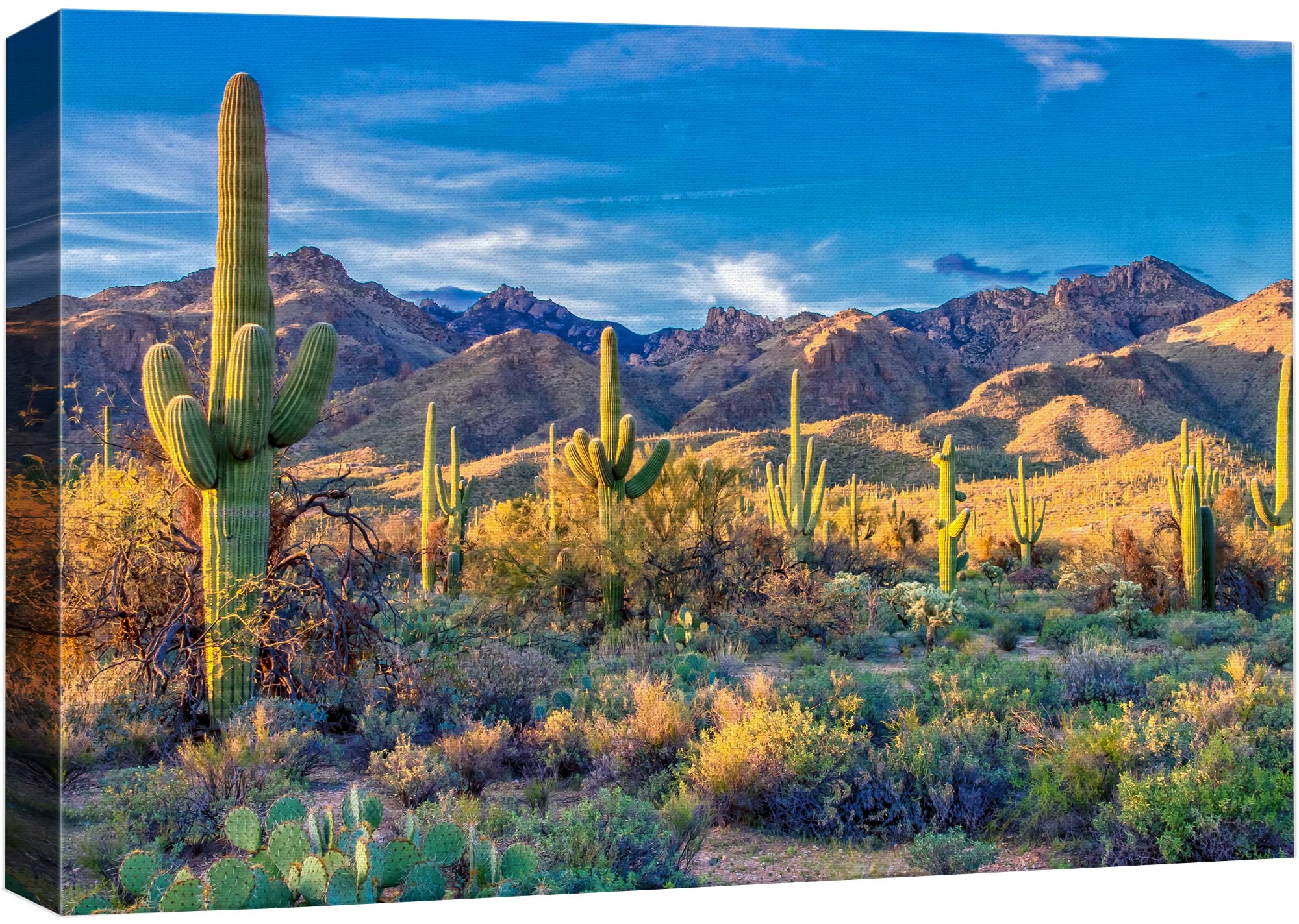 Amazon.com: IDEA4WALL Canvas Print Wall Art Southwest Saguaro Cactus  Succulent Desert Nature Wilderness Photography Modern Art Rustic Landscape  Colorful Multicolor for Living Room, Bedroom, Office - 24x36: Posters &  Prints