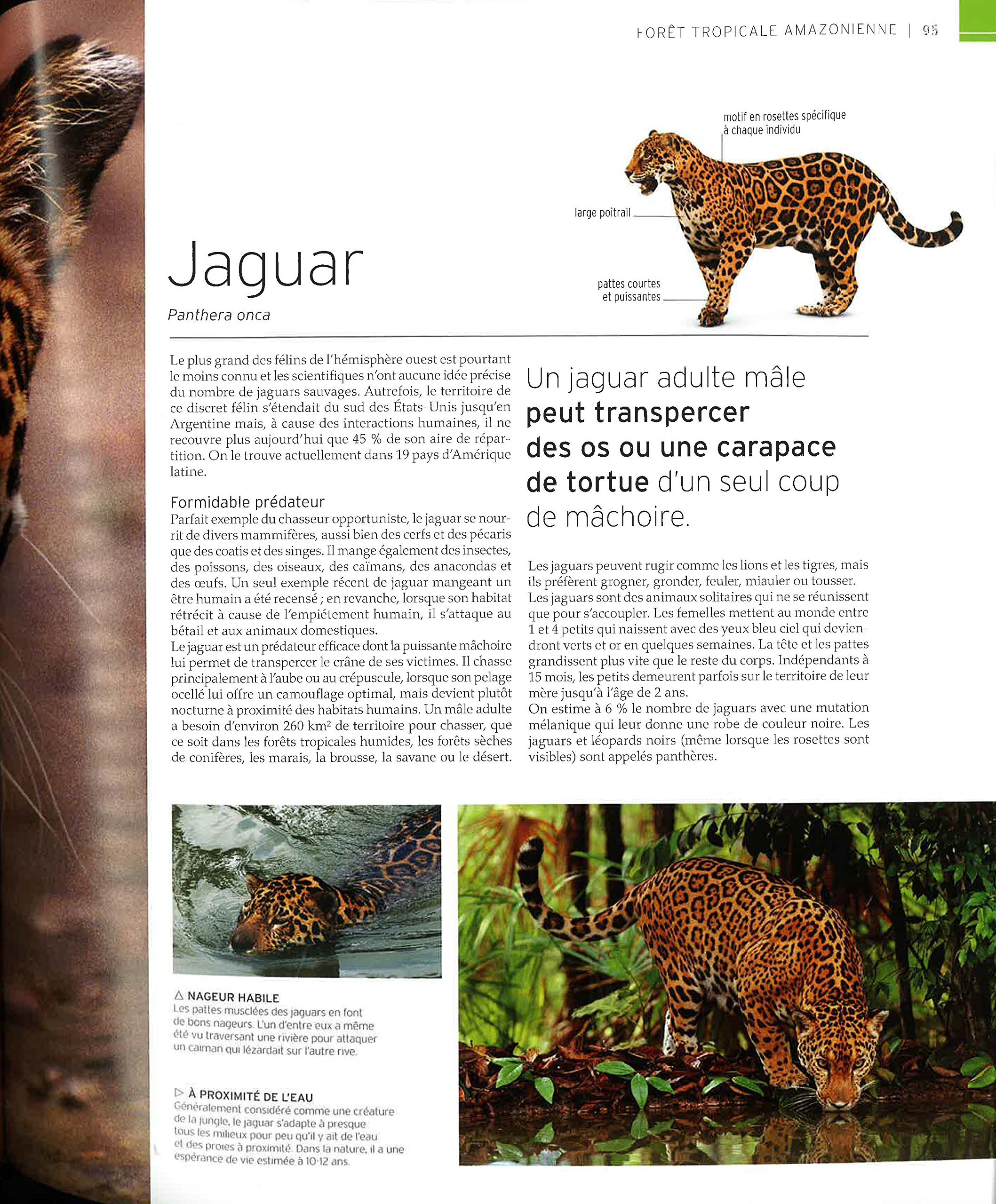Vie sauvage: Encyclopédie visuelle des animaux, continent par continent