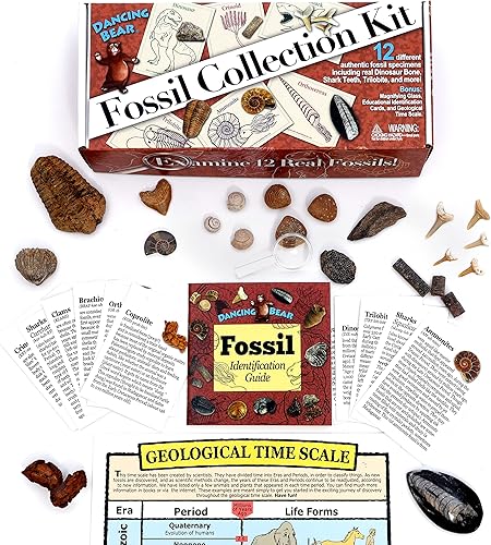 Miniatura 2 de DANCING BEAR Fossil Collection Kit (juego de 12 piezas) libro de identificación fósil, juego de ciencia STEM, fabricado en los Estados Unidos