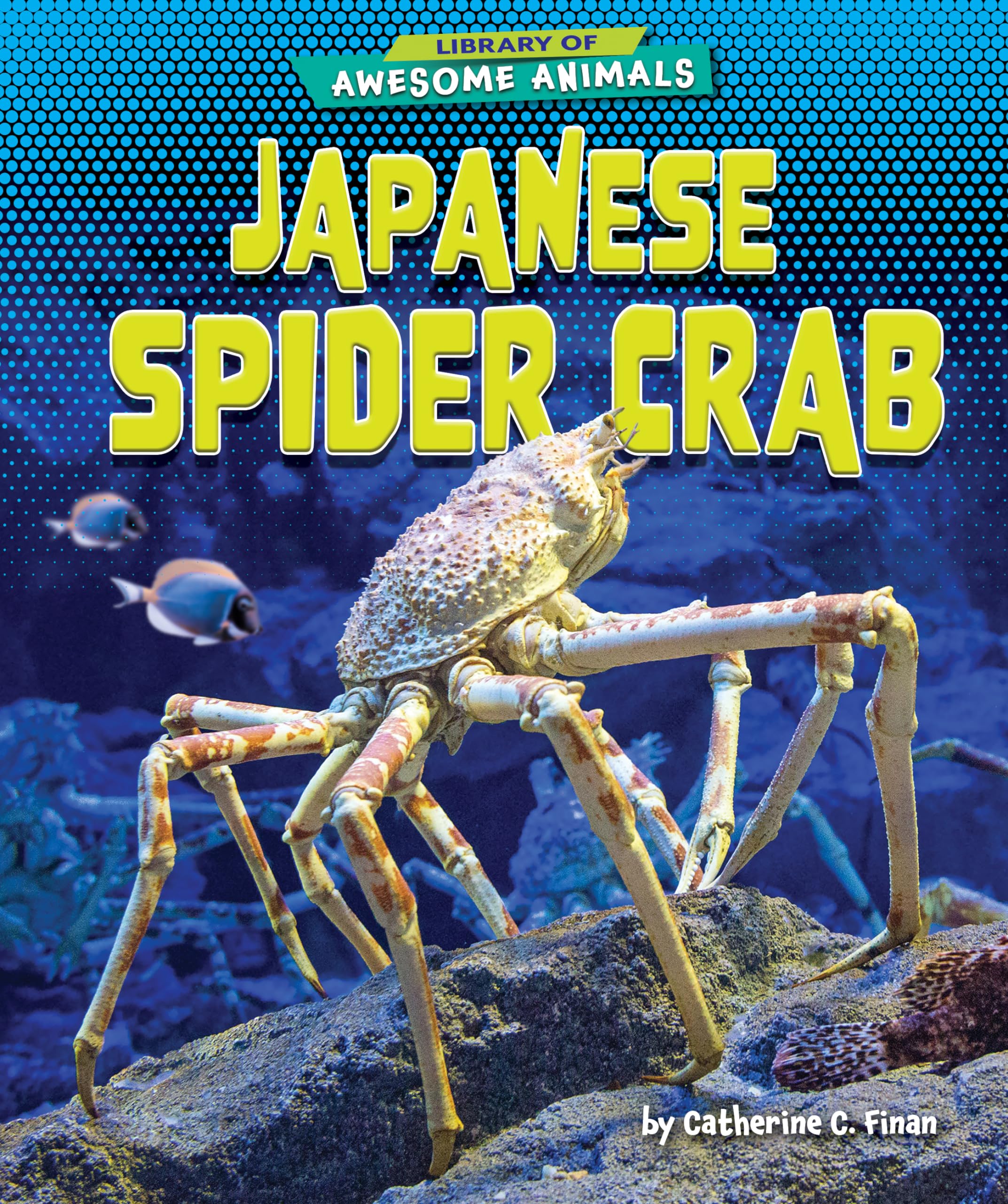 Japanese Spider Crab | Amazon.com.br